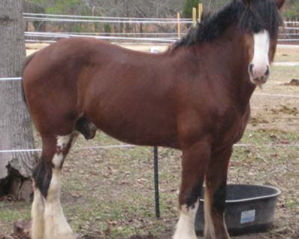 Deckhengst Homer Superfine (Clydesdale, 2000, von West Isle Superfine)