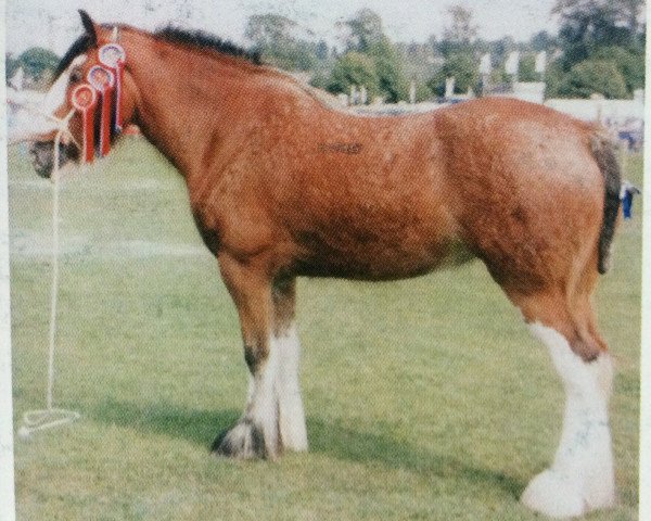 Pferd Muirton Mhairi (Clydesdale, 2001, von Bratlach Inspiration)