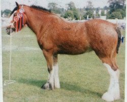 horse Muirton Mhairi (Clydesdale, 2001, from Bratlach Inspiration)