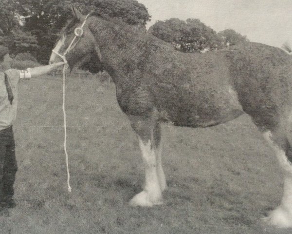 Pferd Stobilee Xena (Clydesdale, 2001, von Bratlach Inspiration)