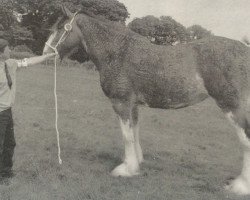 horse Stobilee Xena (Clydesdale, 2001, from Bratlach Inspiration)