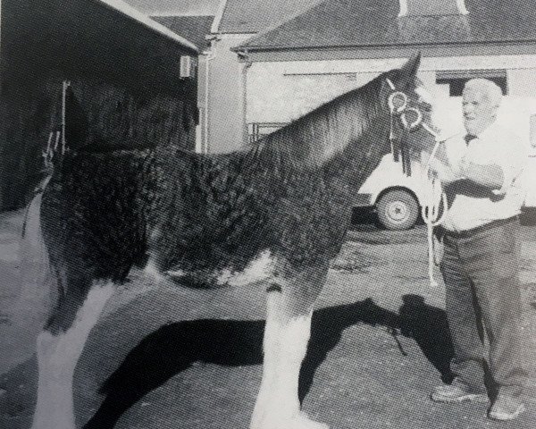 Pferd Blueton Millennium Lady (Clydesdale, 2001, von Greendykes Footprint)