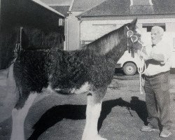 horse Blueton Millennium Lady (Clydesdale, 2001, from Greendykes Footprint)