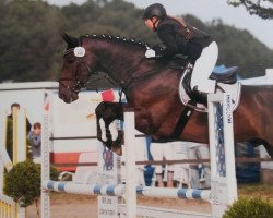 dressage horse Escudero 7 (Westphalian, 2007, from Ehrentanz I)