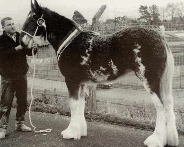 Pferd Brompton Bonny (Clydesdale, 2001, von Greendykes Footprint)