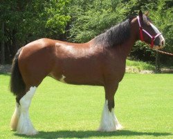 Zuchtstute Hollywood Princess Fair (Clydesdale, 1998, von Ima Hollywood Star)