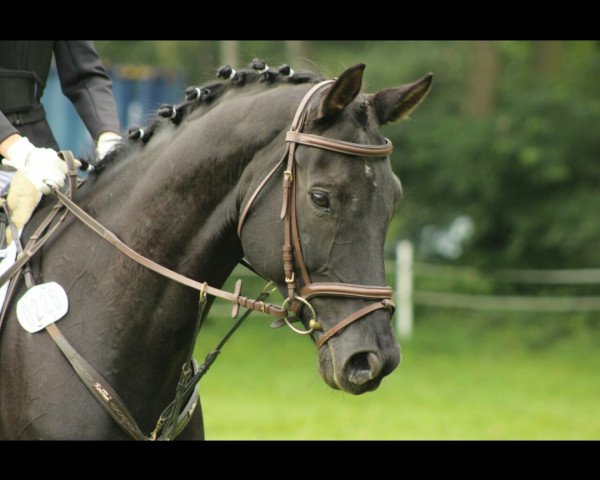 Springpferd Wince (Deutsches Sportpferd, 2004, von Wolkenzauber)