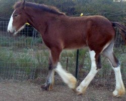 horse Hollywood Lights (Clydesdale, 2015, from Dakota Billy the Kid)