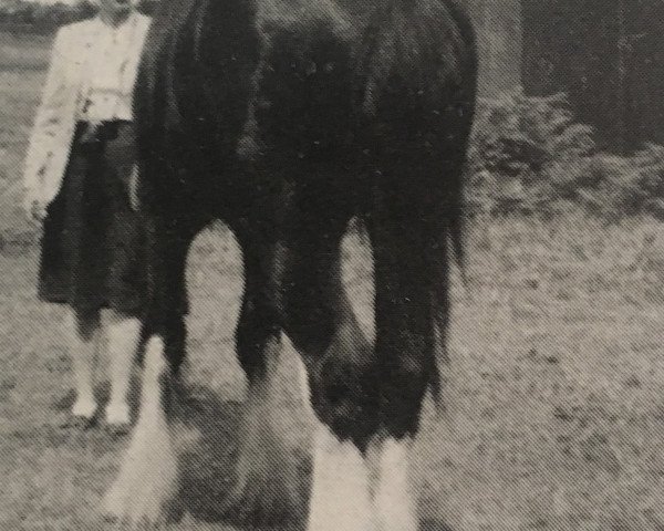 horse Hollydale Diamond Knute (Clydesdale, 1983, from Bardrill Black Diamond)