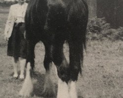 Pferd Hollydale Diamond Knute (Clydesdale, 1983, von Bardrill Black Diamond)