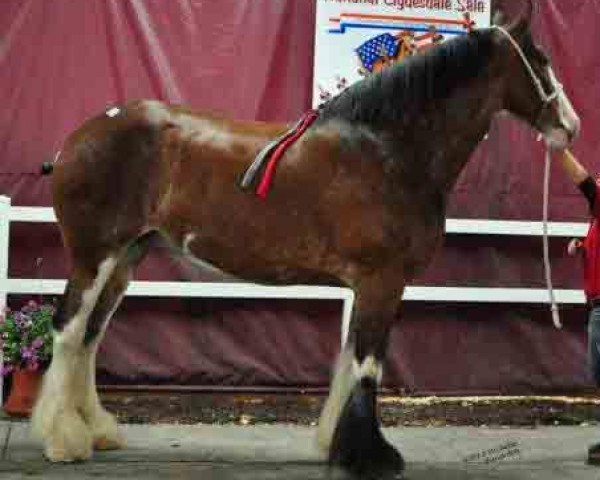 broodmare Holiday's Royal Prestig (Clydesdale, 2007, from Solomon's Scooter)