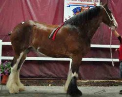 Zuchtstute Holiday's Royal Prestig (Clydesdale, 2007, von Solomon's Scooter)