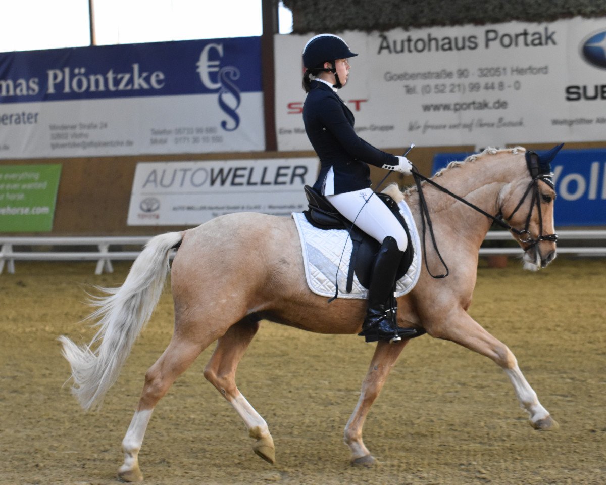 dressage horse Big Caliguar (German Riding Pony, 2010, from Top Champy)
