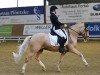 dressage horse Big Caliguar (German Riding Pony, 2010, from Top Champy)