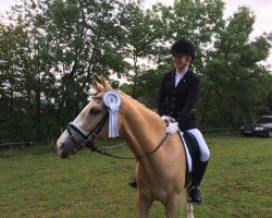 dressage horse George S 2 (German Riding Pony, 2006, from FS Golden Moonlight)