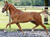 dressage horse Veit 33 (German Riding Pony, 2006, from Vario)