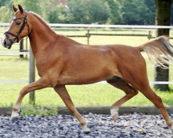 dressage horse Veit 33 (German Riding Pony, 2006, from Vario)