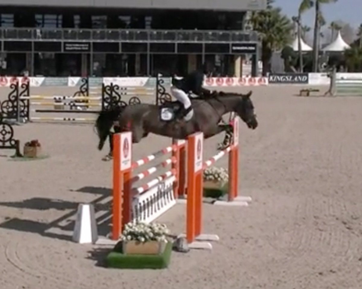jumper Tiara du Cache Pot Z (Zangersheide riding horse, 2014, from Tangelo van de Zuuthoeve)