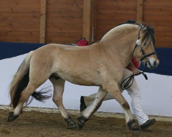 horse Stian (Fjord Horse, 2012, from Stedjeblakken)