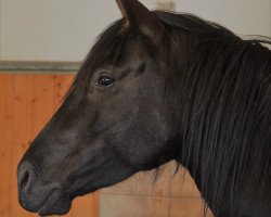 broodmare ASAHARA K - Cartujana (Pura Raza Espanola (PRE), 2013, from Heretero - Cartujano)