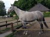 broodmare Catinka (Rhinelander, 2010, from Cassini Boy Junior)