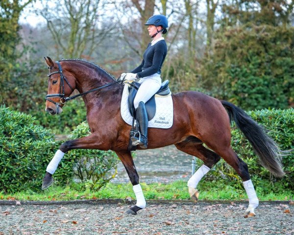 stallion Si Senor M (Hanoverian, 2016, from Sir Heinrich OLD)