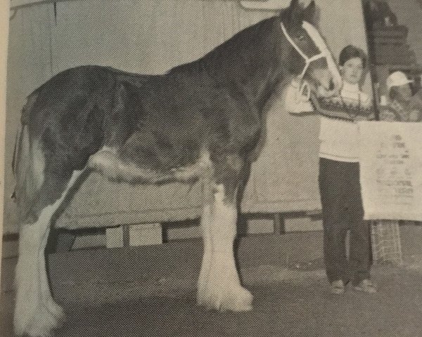 Deckhengst Solomon's Prince Phillip (Clydesdale, 1985, von Bardrill Challenger)