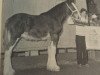 stallion Solomon's Prince Phillip (Clydesdale, 1985, from Bardrill Challenger)