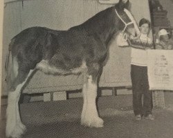 stallion Solomon's Prince Phillip (Clydesdale, 1985, from Bardrill Challenger)