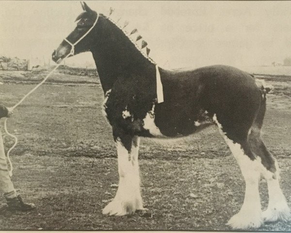 Zuchtstute Hilly Acres Rose Bud (Clydesdale, 1991, von Solomon's Prince Phillip)