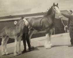 broodmare Hillmoor Rosebud (Clydesdale, 1990, from Doura Winston)