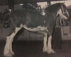 horse Hillmoor Lucinda (Clydesdale, 1993, from Woodhouse Turbo)