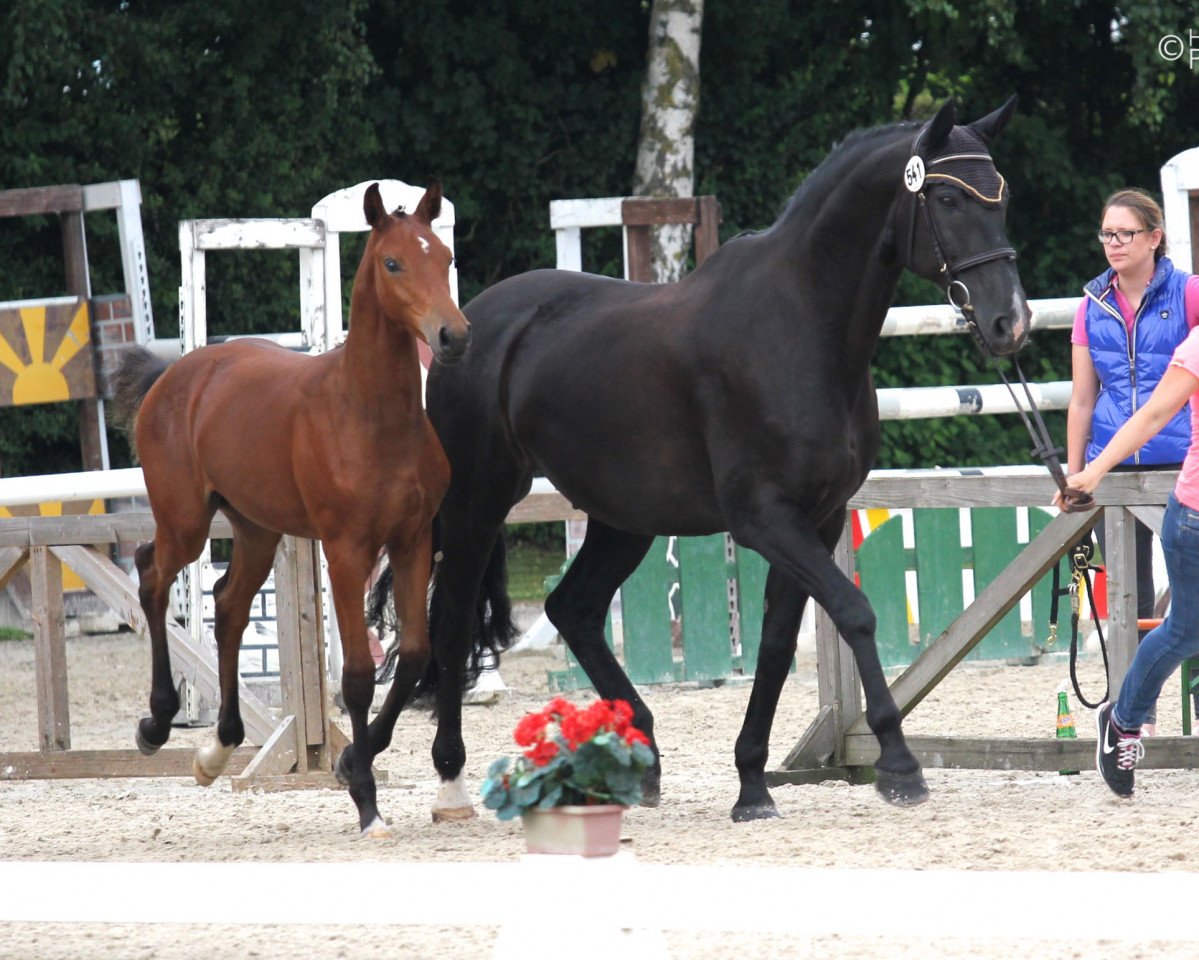 broodmare A Little Sunshine (Holsteiner, 1997, from Acobat I)