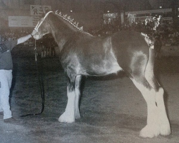 stallion Hillmoor Connor (Clydesdale, 1995, from Greendykes Lucky Shot)