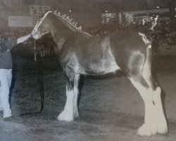 Deckhengst Hillmoor Connor (Clydesdale, 1995, von Greendykes Lucky Shot)