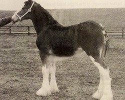 Pferd Hillmoor Annabella (Clydesdale, 1998, von Greendykes Lucky Shot)