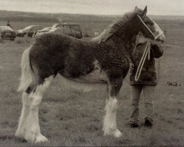 horse Hillhouse Rosie (Clydesdale, 2005, from Hillhouse General Elect)