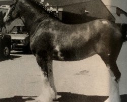 Zuchtstute Hillview Nalla (Clydesdale, 1995, von Maple Hall Goldie)