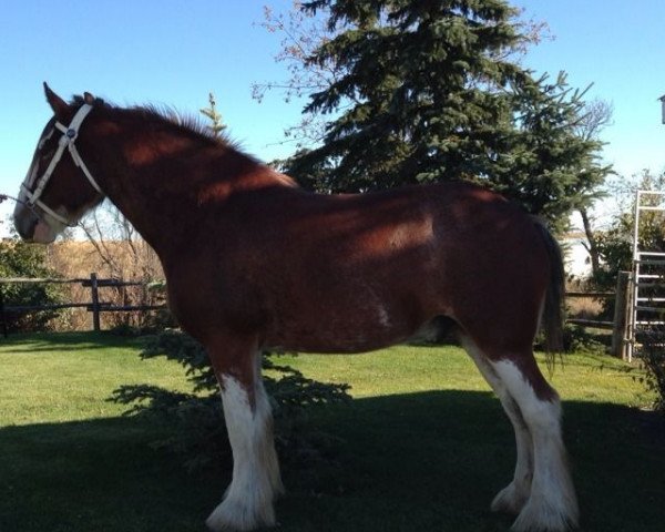 Pferd Hill Topper Jake's Leo (Clydesdale, 2010, von Mistyland Jake)