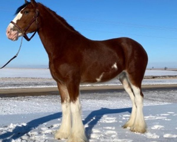 Pferd Faydar Rex (Clydesdale, 2017, von SBH Stetson)