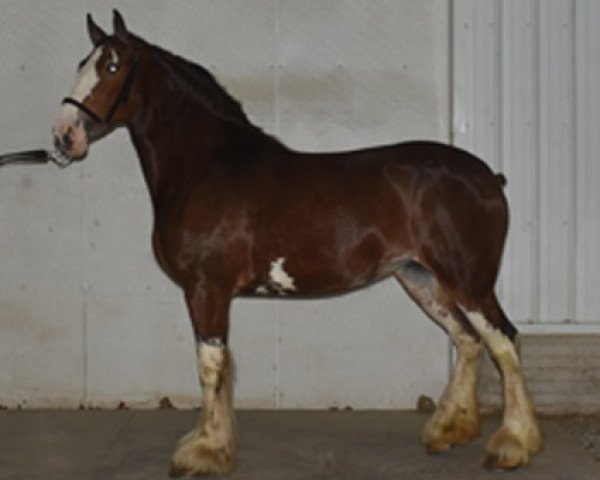 Pferd Crystal Springs Karly (Clydesdale, 2017, von Maplewood Danielle's Lucas)