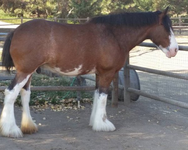 Zuchtstute High Valley Annabelle (Clydesdale, 2005, von Eel River Victor's Nootka)