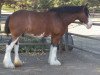 broodmare High Valley Annabelle (Clydesdale, 2005, from Eel River Victor's Nootka)