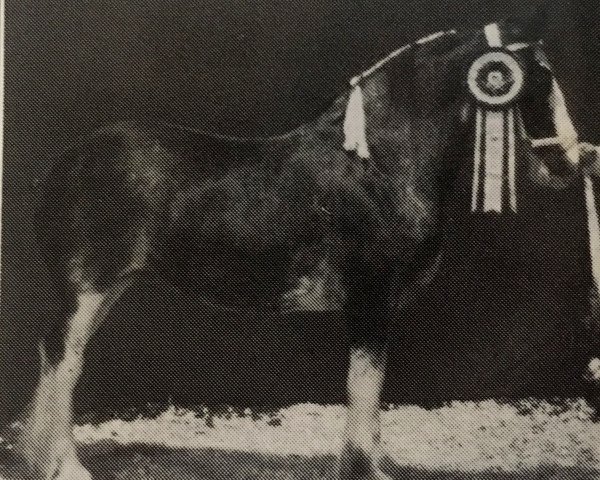 Pferd Hieland Kit (Clydesdale, 1987, von Orchard Gore Don's Scottie)