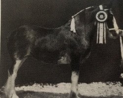 horse Hieland Kit (Clydesdale, 1987, from Orchard Gore Don's Scottie)