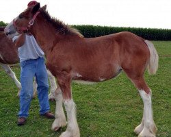 horse HF's Jovian's Maci (Clydesdale, 2014, from K.D.J.'s Independence Snortin)