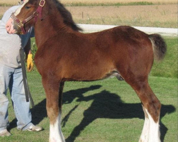 stallion K.D.J.'s Independence Snortin (Clydesdale, 2010, from Armageddon's Lord Nehemiah)