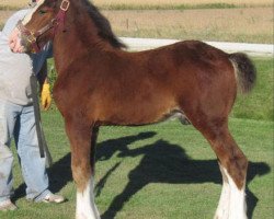 Deckhengst K.D.J.'s Independence Snortin (Clydesdale, 2010, von Armageddon's Lord Nehemiah)