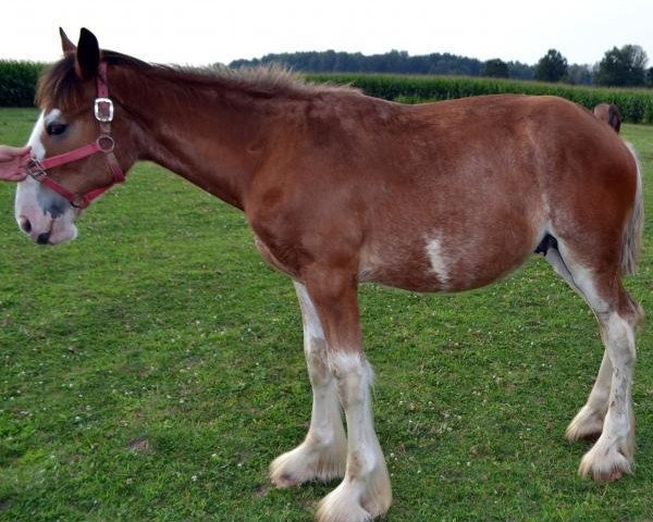 Pferd HF's Jovian's Eli (Clydesdale, 2014, von K.D.J.'s Independence Snortin)