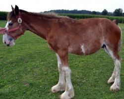 horse HF's Jovian's Eli (Clydesdale, 2014, from K.D.J.'s Independence Snortin)